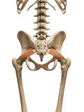 piriformis izom