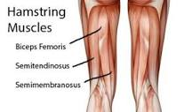 hamstring