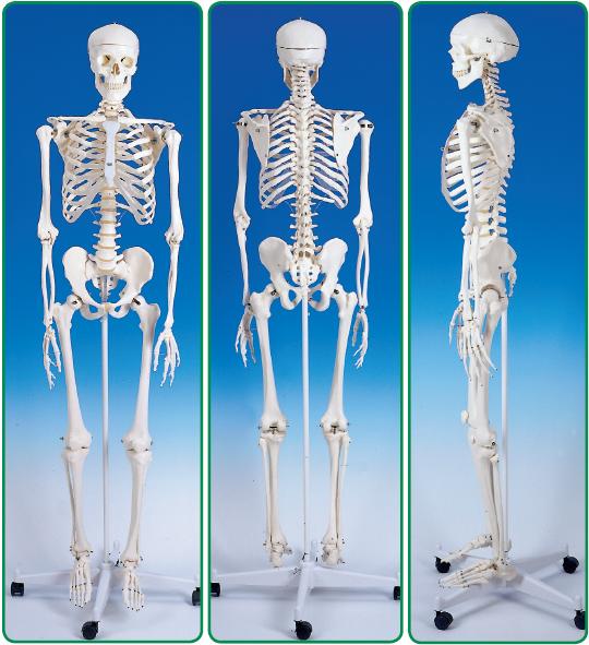 Gyógytorna - Csontvazrendszer